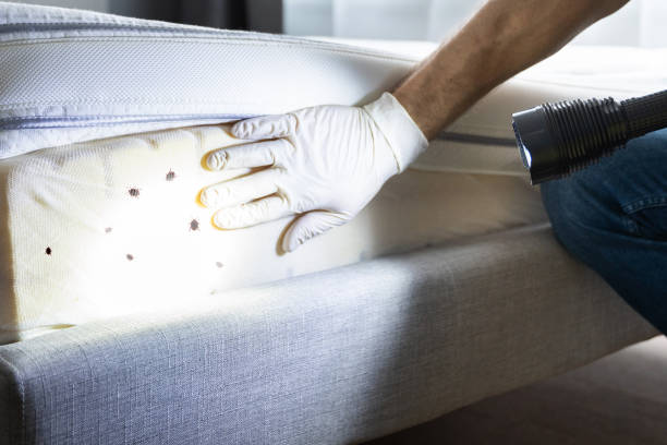 Best Termite Control Services  in Luck, WI